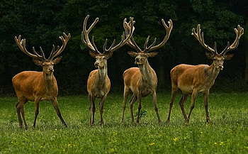 Where is Santa Claus ??, animals, green, trees, beautiful, land HD wallpaper