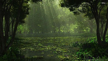 Louisiana Swamp - afari HD wallpaper