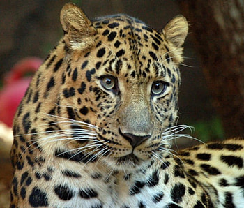 Leopard, cat, jungle cat, prowl HD wallpaper