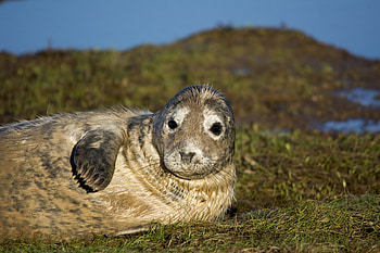 Animals, To Lie Down, Lie, Wet, Seal, Fur Seal HD wallpaper