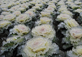 Winter art, cabbage, winter, white, garden, zing, snow, green, nature, ice HD wallpaper