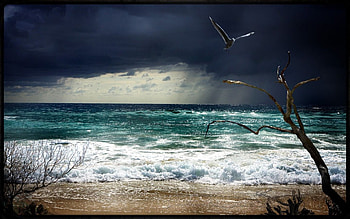seagul heaven, seagul, heaven HD wallpaper