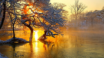 Sunrise at the river, mist, winter, golden, morning, snow, trees, water, reflections HD wallpaper