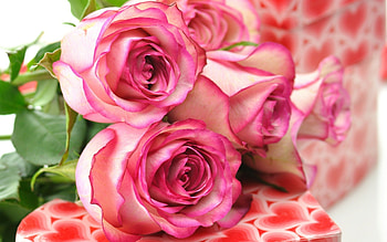 Plants, Flowers, Roses HD wallpaper