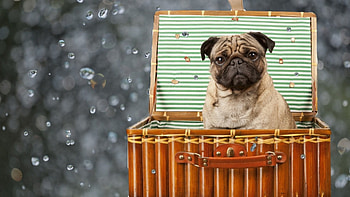 Cute Pup, dog, animals, cute, funny, pet, bubbles HD wallpaper