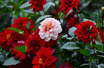 Flowers, Multicolored, Flower Bed, Flowerbed, Dahlias, Sharpness HD wallpaper