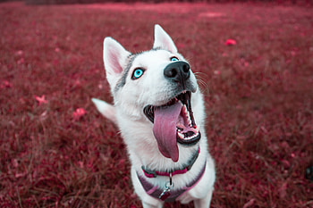 Siberian Husky , siberian-husky, animals, dog HD wallpaper