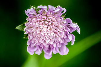 Flowers, Plant, Petals, Pinkushen HD wallpaper