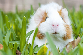 Animals, Grass, Muzzle, Guinea Pig, Rodent HD wallpaper