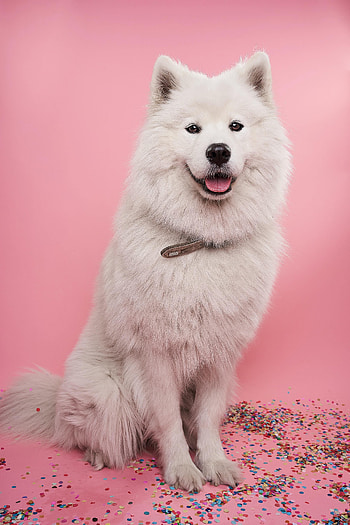 Animals, Dog, Sweetheart, Nice, Protruding Tongue, Tongue Stuck Out, Confetti, Samoyed Dog, Dog Of The Year HD phone wallpaper