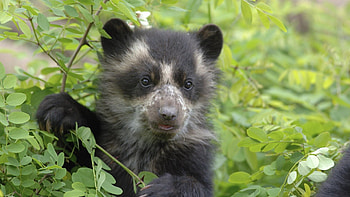 Animals, Grass, Teddy Bear, Muzzle, Climb, Bear Cub HD wallpaper