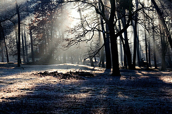 Forest, Nature, Trees, Shine, Light, Shadow HD wallpaper