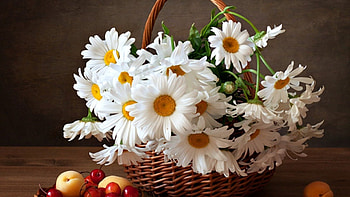 Still life, Cherries, White flowers, Peaches, Daisy, Basket HD wallpaper