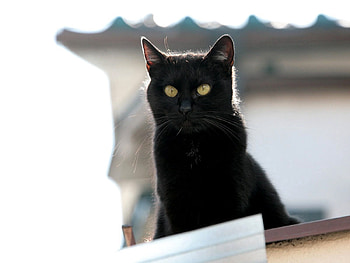Animals, Cat, Muzzle HD wallpaper