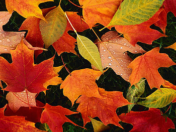 Autumn leaves, autumn, colors, leaf, nature HD wallpaper