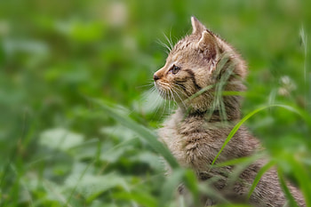 Animals, Grass, Kitty, Kitten, Attentiveness, Mindfulness, To Stand, Stand HD wallpaper