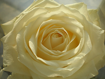 Plants, Flowers, Roses HD wallpaper