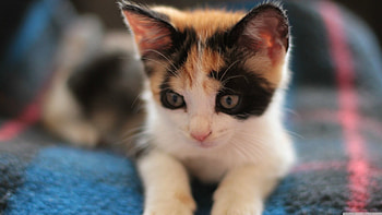 Ultra kitten , Stunning backgrounds, Pixel perfection, Magnificent felines HD wallpaper