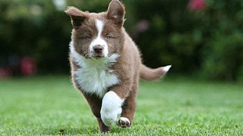 Animals, Grass, Puppy, Run, Running, Border Collie HD wallpaper