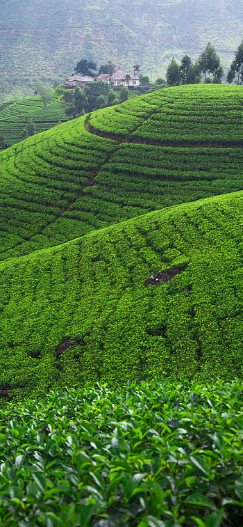 Nuwara Eliya Nature Hill Fields, Sri Lanka HD phone wallpaper