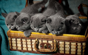 Gray kittens in Suitcase, animal, suitcase, gray, cats, kittens HD wallpaper