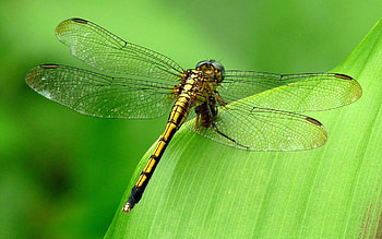 Dragonfly , Dragonfly , Dragonfly HD wallpaper