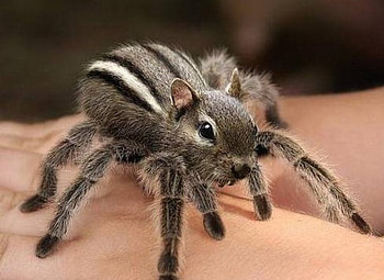 SQUIRREL-SPIDER, hybrid, morphed, cute, spider, fantasy, hop, funny, arachnid, squirrel HD wallpaper