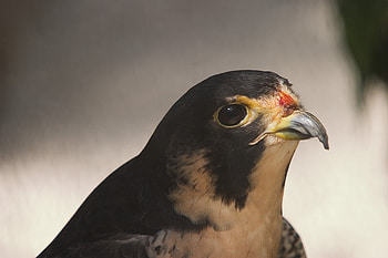 Pregrine falcon, animal, bird, nature, falcon, forest HD wallpaper