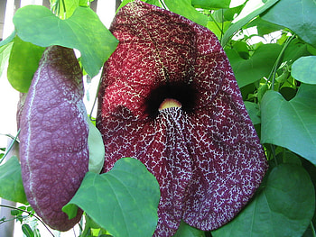 flower, nature, flowers HD wallpaper