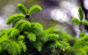 Grass, Background, Macro, Glare, Circles, Fir, Spruce HD wallpaper