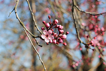 Flowers, Pink, Flower, Bloom, Flowering, Spring HD wallpaper