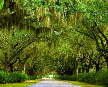 Summer green, arches, green, branches, trees, cascades, walkway HD wallpaper