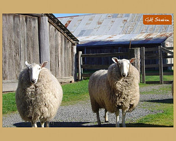 Baaa Baaa, gulf station, australia, shearing sheds, woolly sheep HD wallpaper