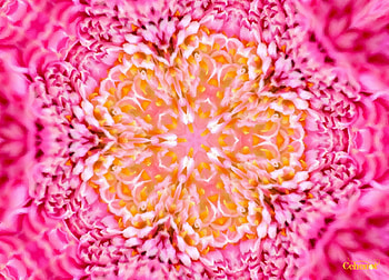 Pink peony, by cehenot, art, peony, orange, pink, painting, abstract, pictura, flower, texture HD wallpaper