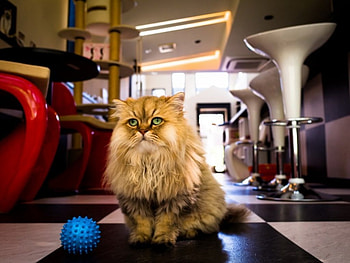 Cute cat, cute, cat, pet, animals HD wallpaper