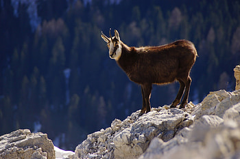 Chamois species, Unique caprine description, Instinctive animal , Wild mountain inhabitant HD wallpaper
