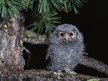 Animals, Owl, Bird, Branch, Predator HD wallpaper