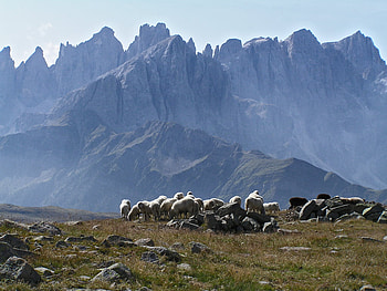 Flock out to pasture, tophill HD wallpaper