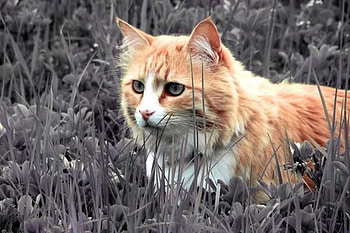 Cat, selective-color, beautiful HD wallpaper