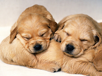 Animals, Couple, Pair, Dog, Redhead, Sleep, Puppies HD wallpaper