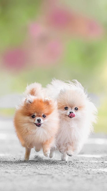 Pomeranian Dog, Little Cute Dog HD phone wallpaper