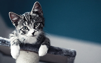 Beautiful Cat, sweet, cute, cat, beautiful, adorable HD wallpaper