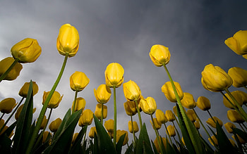 Plants, Flowers, Tulips HD wallpaper