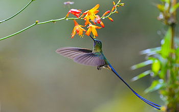 Hummingbird, Orange Flower, Animal, Bird, Birds HD wallpaper