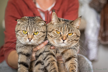 Animal, cat HD wallpaper