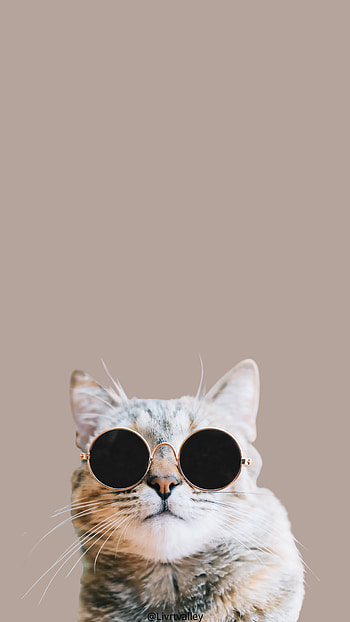 Cat, cutecat, catlovers, stylishcat HD phone wallpaper