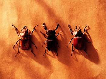 3 Beetle Shells, shells, sand, beetle, bugs HD wallpaper