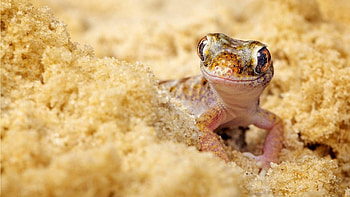 Popular lizard backgrounds HD wallpaper