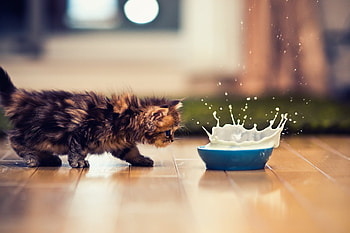 Animals, Kitty, Kitten, Spray, Bowl, Milk HD wallpaper