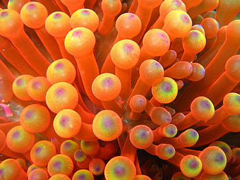 Bulb Anenomae, sealife, orange, bulb, anenomae HD wallpaper